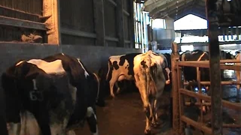 Thumbnail for entry Bovine mobility assessment: Clip 1