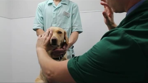 Thumbnail for Ophthalmic exam techniques: Menace response