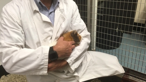 Thumbnail for Handling guinea pigs