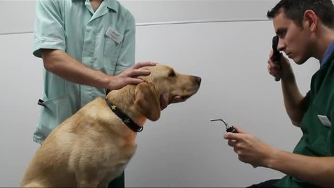 Thumbnail for Ophthalmic exam techniques: Indirect pupillary light reflex with lights on