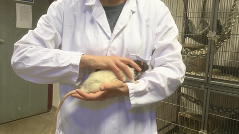Thumbnail for Handling rats