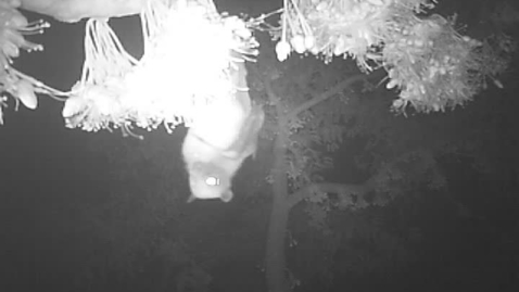 Thumbnail for Durian industry could suffer without the endangered fruit bat