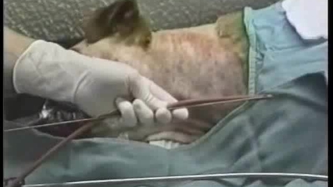 Thumbnail for Placing an oesophagostomy tube in small animals
