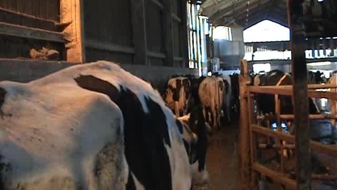 Thumbnail for Bovine mobility assessment: Clip 6