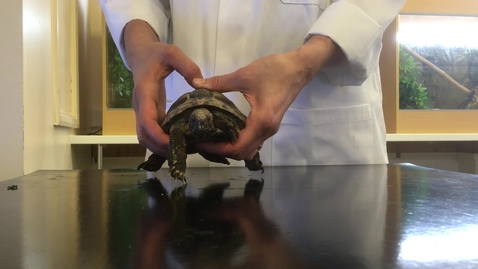 Thumbnail for entry Handling tortoises