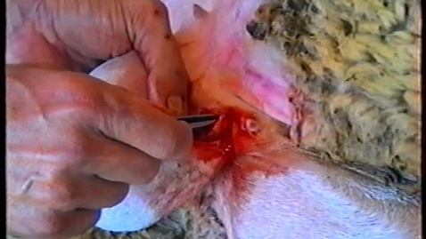 Thumbnail for Performing a vasectomy in the ram