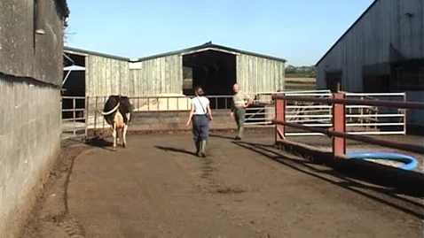 Thumbnail for Bovine mobility assessment: Clip 11