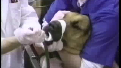 Thumbnail for Treating gastric dilatation volvulus in the dog
