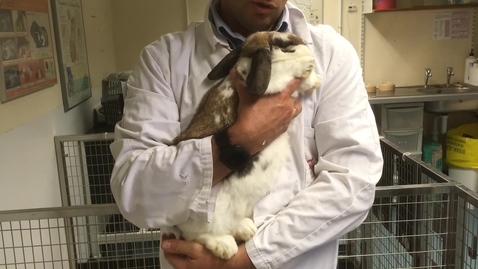 Thumbnail for entry Handling rabbits