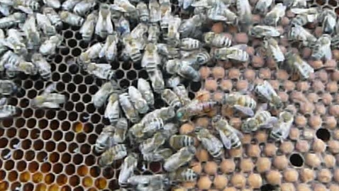 Thumbnail for Honey hygiene: Queen bee