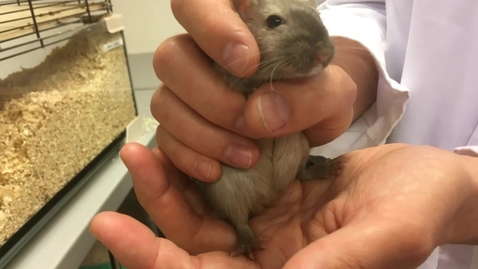 Thumbnail for Handling gerbils