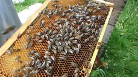 Thumbnail for entry Honey hygiene: Bee colony