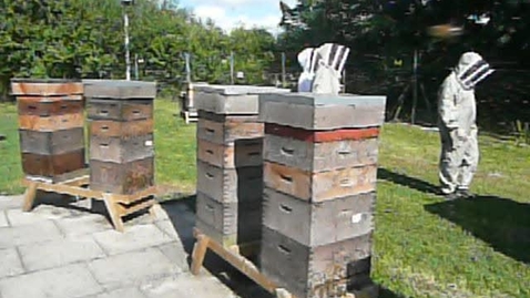 Thumbnail for Honey hygiene: Apiary