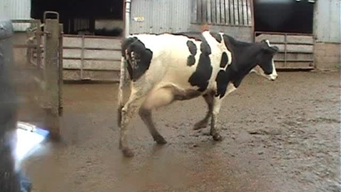 Thumbnail for entry Bovine mobility assessment: Clip 2