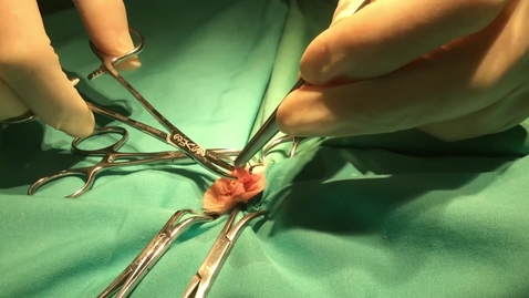 Thumbnail for Performing a castration in the rat