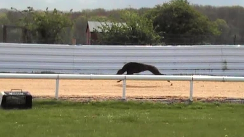 Thumbnail for Gait analysis of the dog: Clip 9
