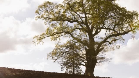 Thumbnail for How Ethical are Biofuels?