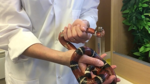 Thumbnail for Handling snakes