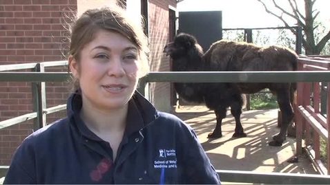 Thumbnail for Anna Briggs - BVM BVS with BVMed Sci Veterinary Medicine and Science