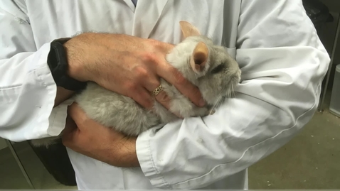 Thumbnail for Handling chinchillas