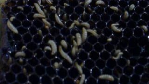 Thumbnail for Honey hygiene: Bee larvae