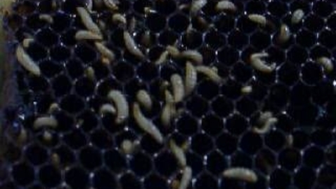 Thumbnail for entry Honey hygiene: Bee larvae