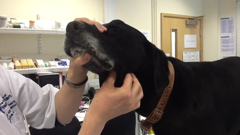 Thumbnail for Peripheral lymph node palpation in the dog