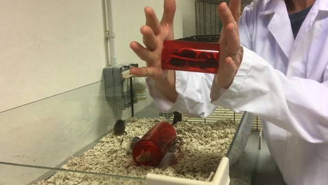 Thumbnail for Handling mice
