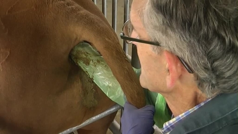 Thumbnail for Accessory gland palpation in ruminants