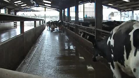 Thumbnail for Bovine mobility assessment: Clip 5