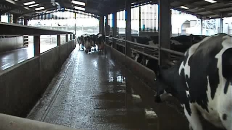 Thumbnail for entry Bovine mobility assessment: Clip 5