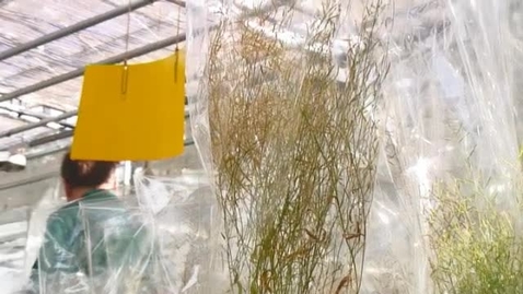 Thumbnail for Global Food Security and Efficient Plants