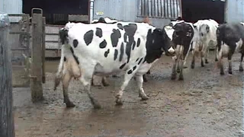 Thumbnail for Bovine mobility assessment: Clip 12