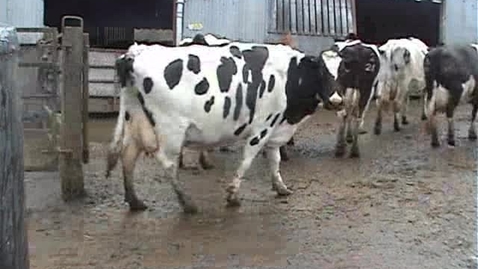 Thumbnail for entry Bovine mobility assessment: Clip 12