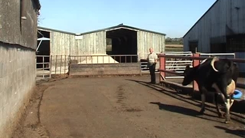 Thumbnail for Bovine mobility assessment: Clip 10