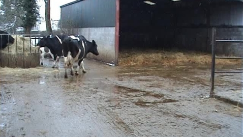 Thumbnail for Bovine mobility assessment: Clip 4