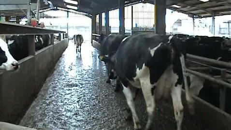 Thumbnail for Bovine mobility assessment: Clip 9
