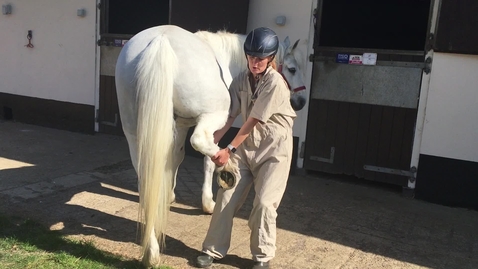 Thumbnail for Hock and stifle flexion test in the horse hindlimb