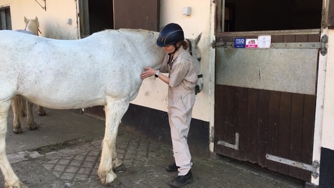 Thumbnail for Clinical examination in the horse: Forelimb palpation