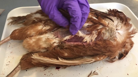 Thumbnail for Anatomical dissection of the bird: Clip 1