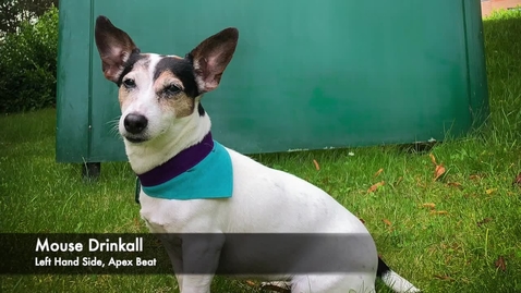 Thumbnail for Thoracic auscultation in the dog