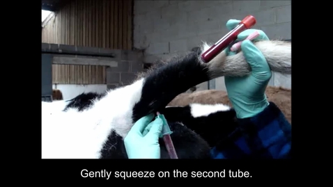 Thumbnail for Obtaining a blood sample from the tail vein