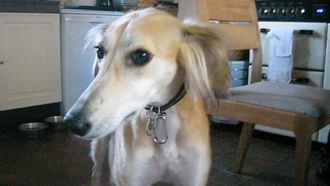 Thumbnail for Reverse sneezing in the dog