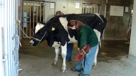 Thumbnail for The Sick Cow: Clip 3