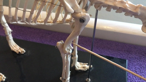 Thumbnail for Forelimb of the dog: Humerus
