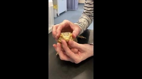 Thumbnail for Examining the mouth in the bearded dragon