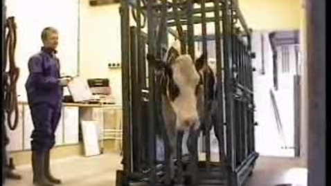 Thumbnail for The Mad Cow: BSE Clip 8