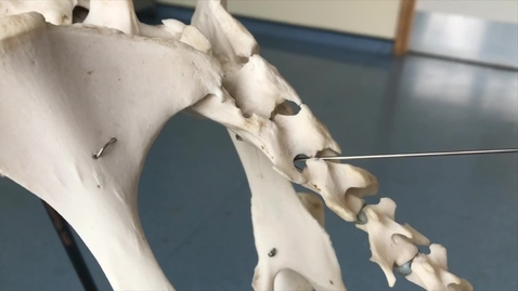 Thumbnail for Sheep epidural anatomy