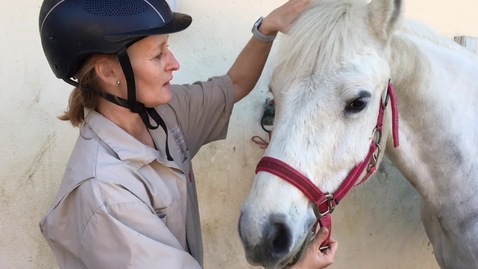 Thumbnail for Clinical examination in the horse: Approach and head exam