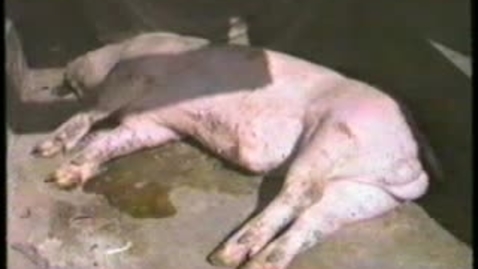 Thumbnail for Nervous signs in pigs: Twitching